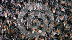 Movment of bees living together as a group.