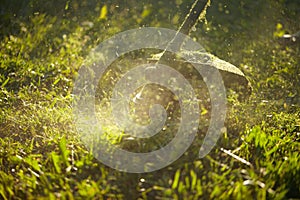 Mow the grass trimmer. the process of mowing the grass with a trimmer close-up. selective focus on uncut Tawa and scatter