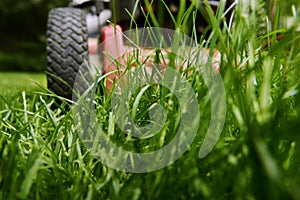 Mow lawn low angle of lawnmower cutting grass.