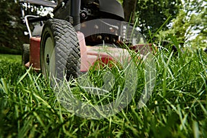 Mow lawn low angle of lawnmower cutting grass.