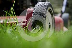 Mow lawn low angle of lawnmower cutting grass.