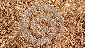 Mowed ears of wheat texture and background