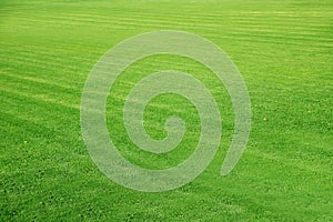 Mowed Football ground, green lawn background