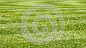 Mowed Grass Field