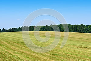 Mowed green grass field with forest