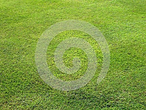 Mowed lawn