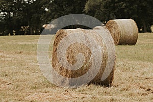 On  mowed meadow lie pressed round bales of hay