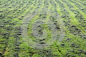 mowed mechanically the grass in the clearing, parallel tracks run in rows. photo