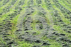 mowed mechanically the grass in the clearing, parallel tracks run in rows. photo