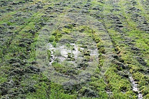 mowed mechanically the grass in the clearing, parallel tracks run in rows. puddle in the foreground photo