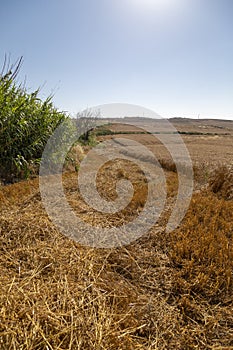 Mowed wheat field in summer