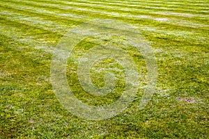 Mower stripes in a grass lawn