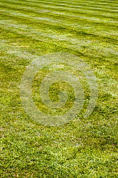 Mower stripes in a grass lawn