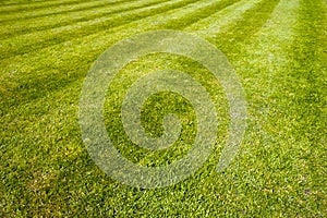 Mower stripes in a grass lawn