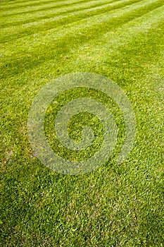 Mower stripes in a grass lawn