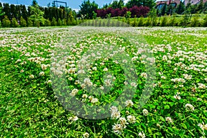 Mowing the lawn with a flowering clover in the garden