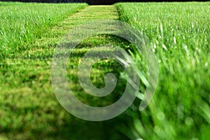 mowing the lawn. A perspective of green grass cut strip