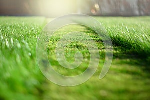 mowing the lawn. A perspective of green grass cut strip. Selective focus