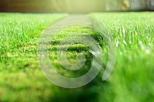 mowing the lawn. A perspective of green grass cut strip. Selective focus