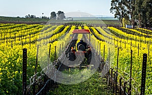 Mowing mustard in a vineyard