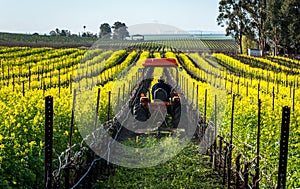 Mowing mustard in a vineyard photo