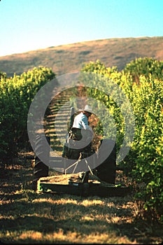 Mowing the rows