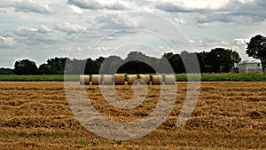 Mown field with pressed straw bales.