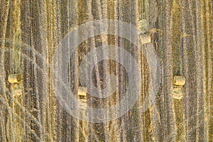 the mown field with scattered hay bale rolls