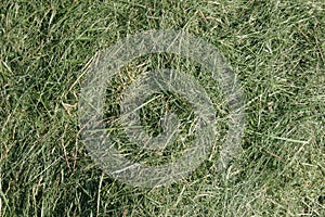 Mown Grass Background