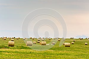 mown grass, dry grass twisted into bales, haystacks