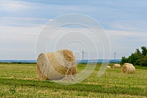 mown grass, dry grass twisted into bales, haystacks