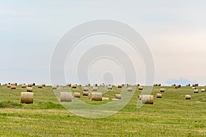 mown grass, dry grass twisted into bales, haystacks