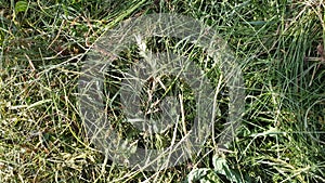 Mown grass, hay. After haymaking.