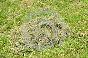 Mown hay