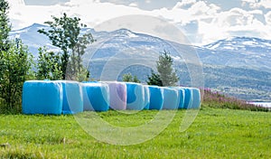 Mown hay packed in pink and blue polyethylene bales on the field