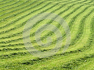 Mown lawn with lines 2