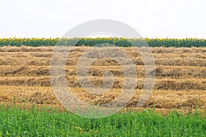 Mown wheat, sunflower and grass