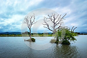 Moyar Dam Back water- Masinagudi-Tamilnadu