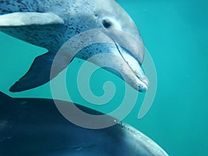 Mozambique Dolphin photo