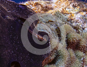 A Mozambique Ghost Goby Pleurosicya mossambica in the Red Sea