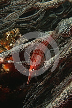 Mozambique Indian Ocean longnose hawkfish (Oxycirrhites typus) on black coral (cirrhipathes sp.) close-up