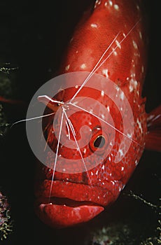Mozambique Indian Ocean tomato rockcod (Cephalophlis sonnerati) being cleaned by cleaner shrimp (Lysmata amboinensis) close-up