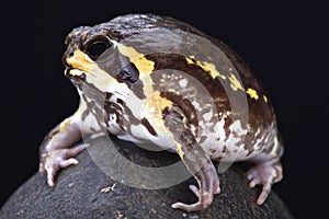 Mozambique rain frog (Breviceps mossambicus)