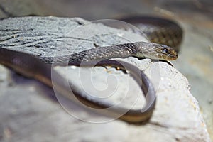 Mozambique sandsnake