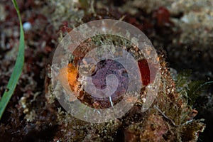 Mozambique Scorpionfish Parascorpaena mossambica