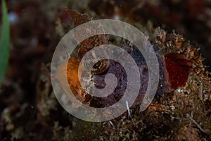 Mozambique Scorpionfish Parascorpaena mossambica