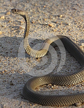 Mozambique Spitting Cobra photo