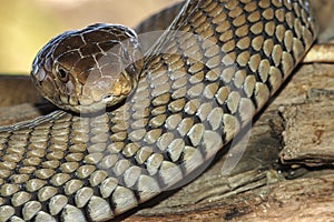 Mozambique Spitting Cobra, Botswana
