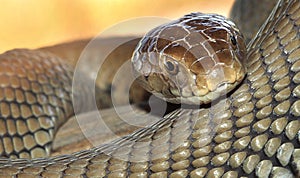 Mozambique Spitting Cobra, Chobe National Park, Botswana