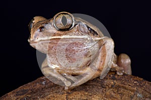 Mozambique tree frog Leptopelis mossambicus